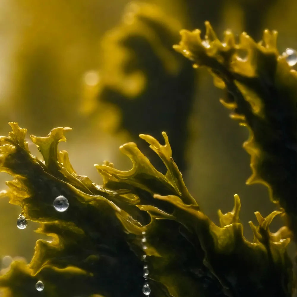 Astaxanthin