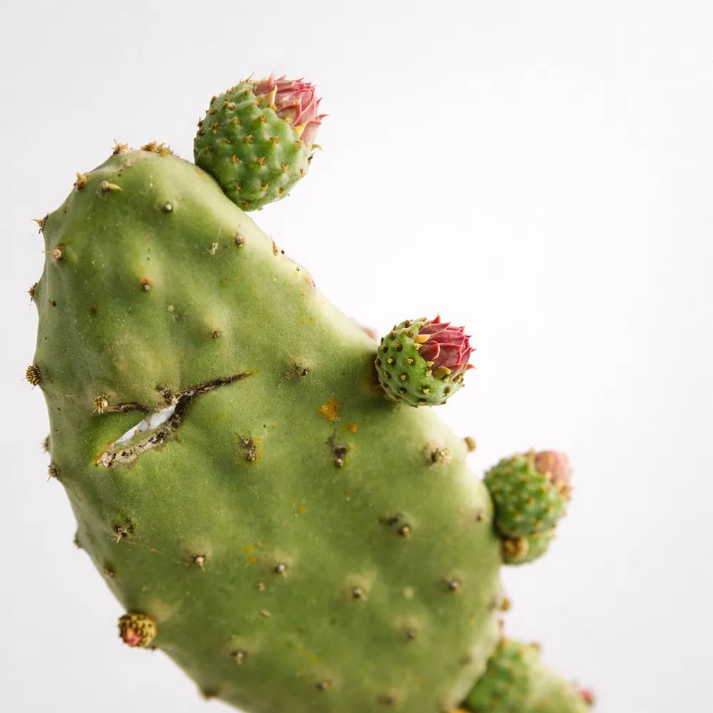 Botanical Antioxidant Blend (Opuntia, Portulaca, Scutellaria)