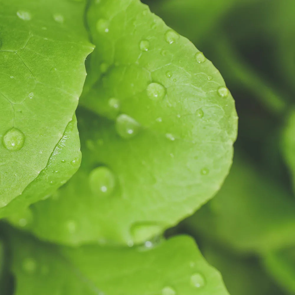 Botanical Extracts