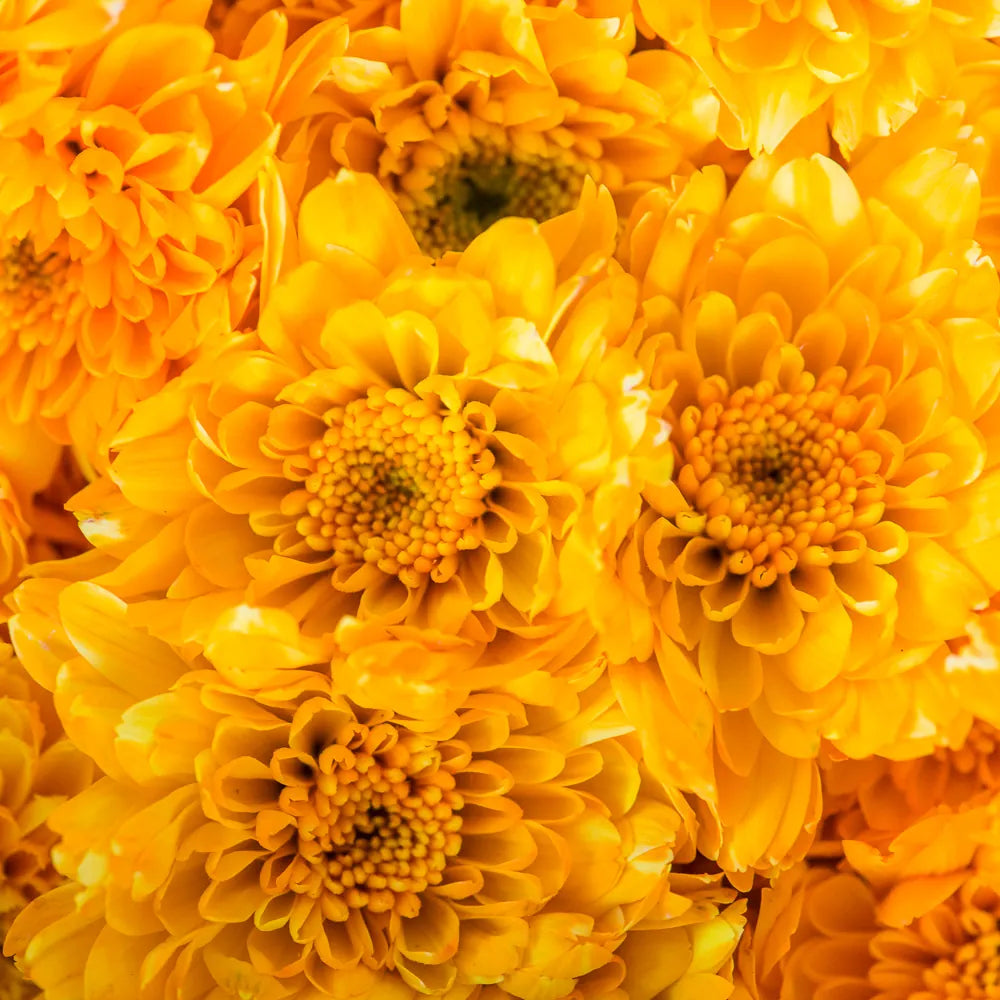 Calendula Officinalis & Hippophae rhamnoides Extracts