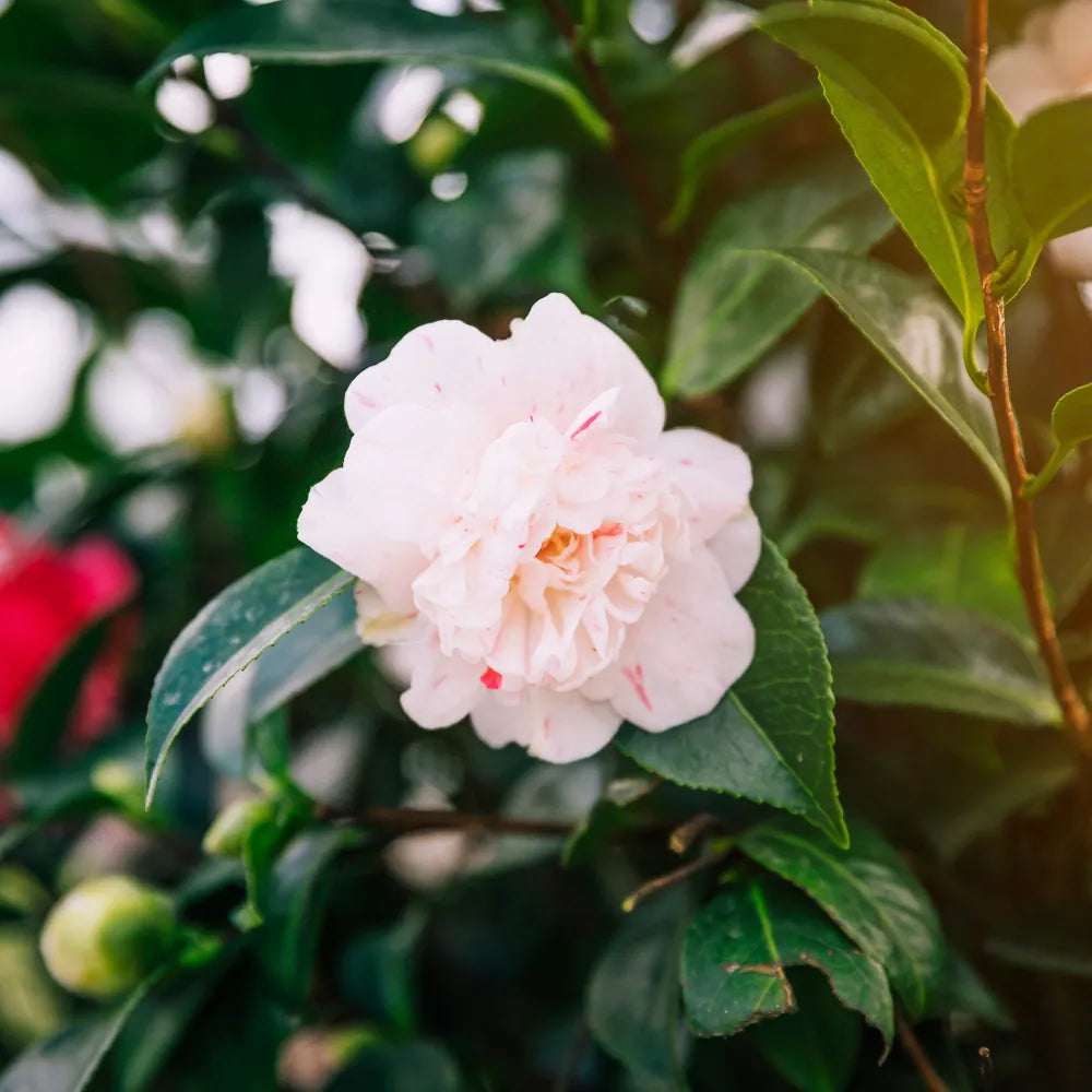 Camellia Japonica Flower Vesicles