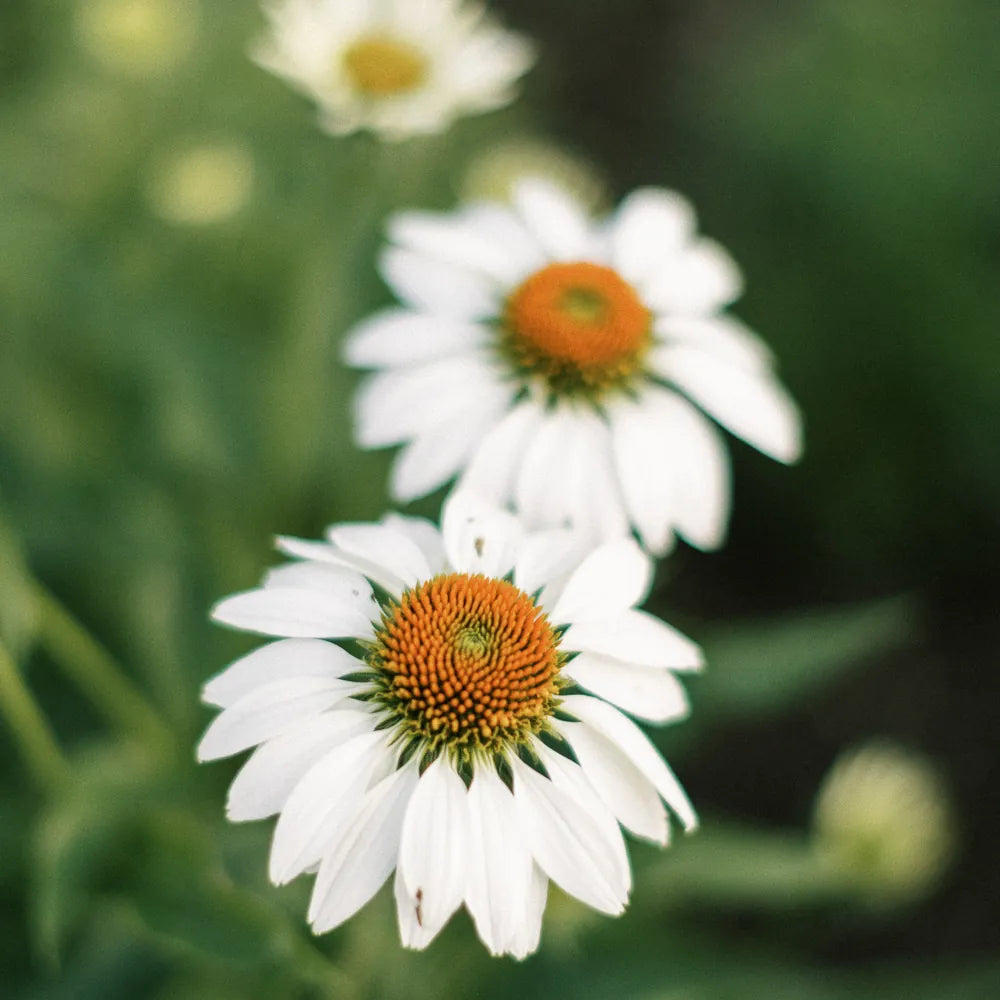 Chamomile (Anthemis Nobilis Flower Extract)