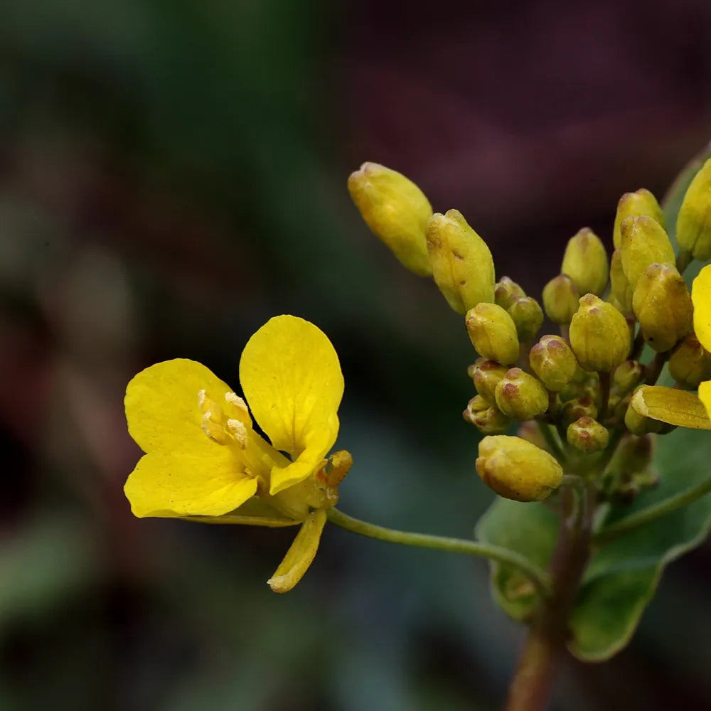 Evening Primrose Extract