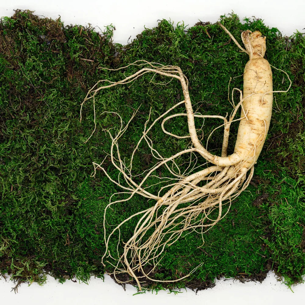 Ginseng
