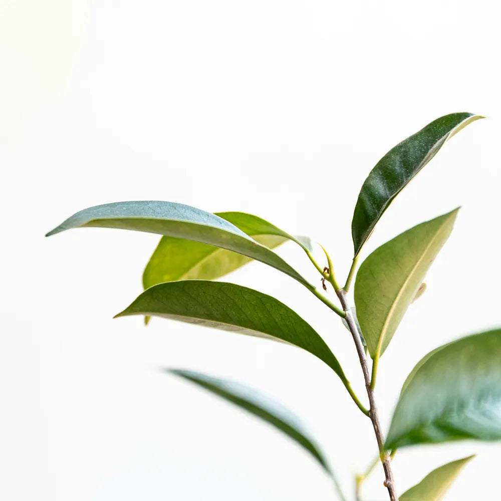 Green Tea Extract (EGCG)
