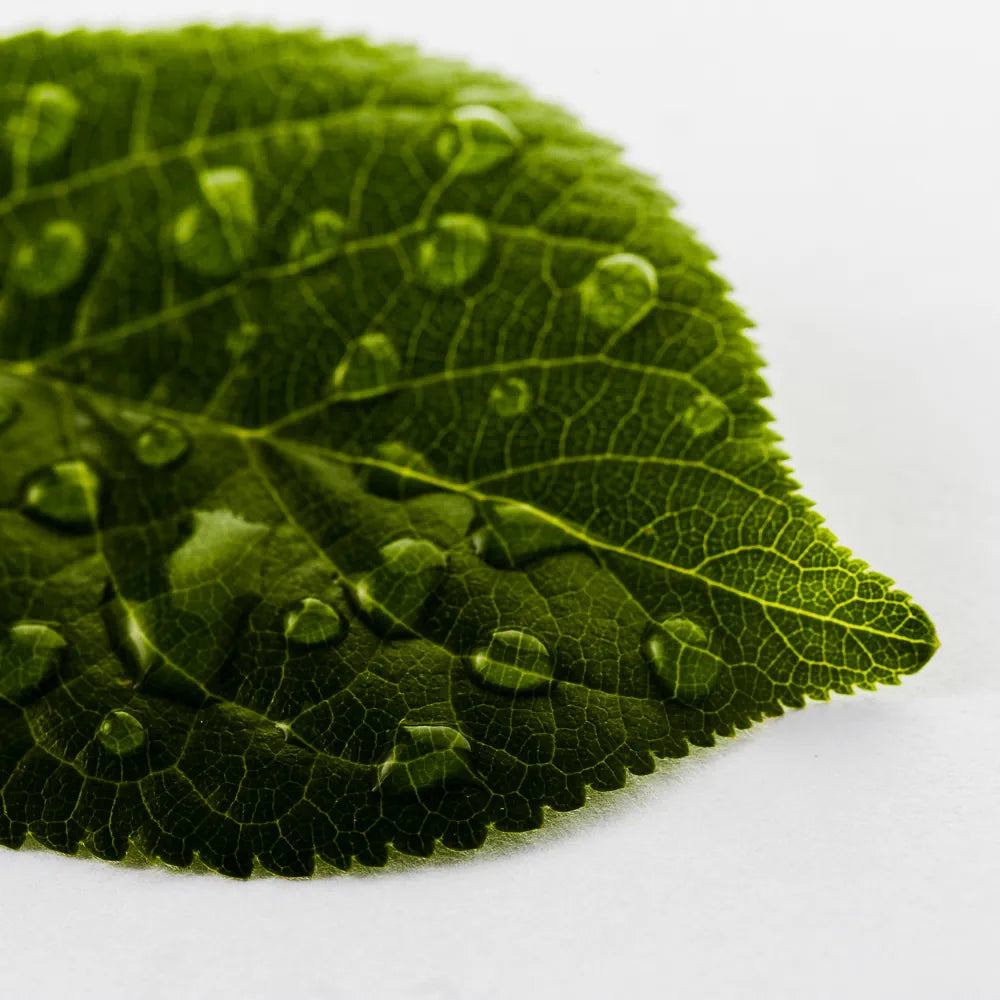 Phytosterols