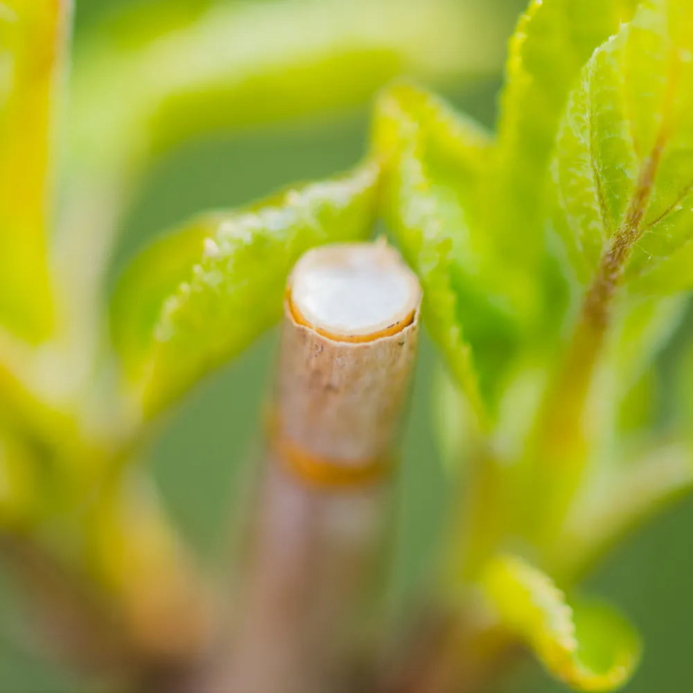 Glycyrrhiza Glabra (Licorice) Root Extract