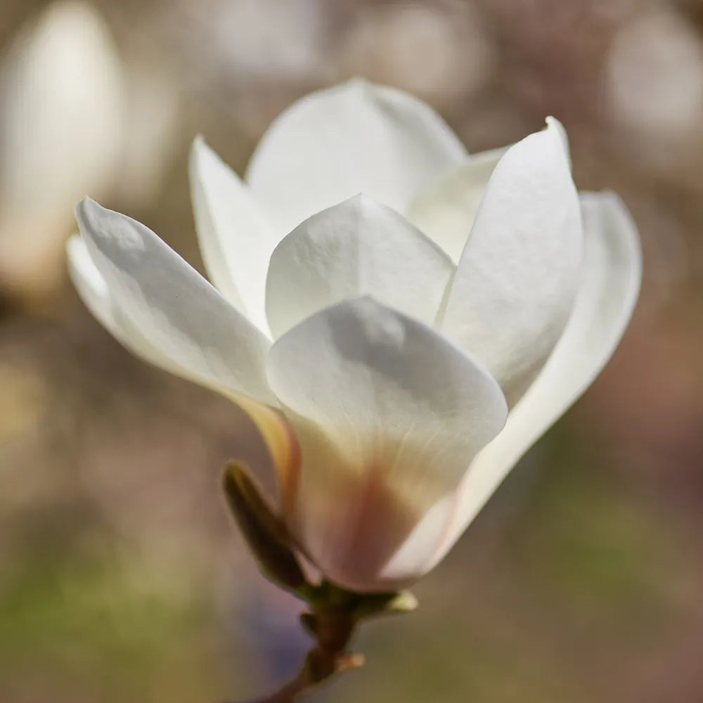 Magnolia Officinalis
