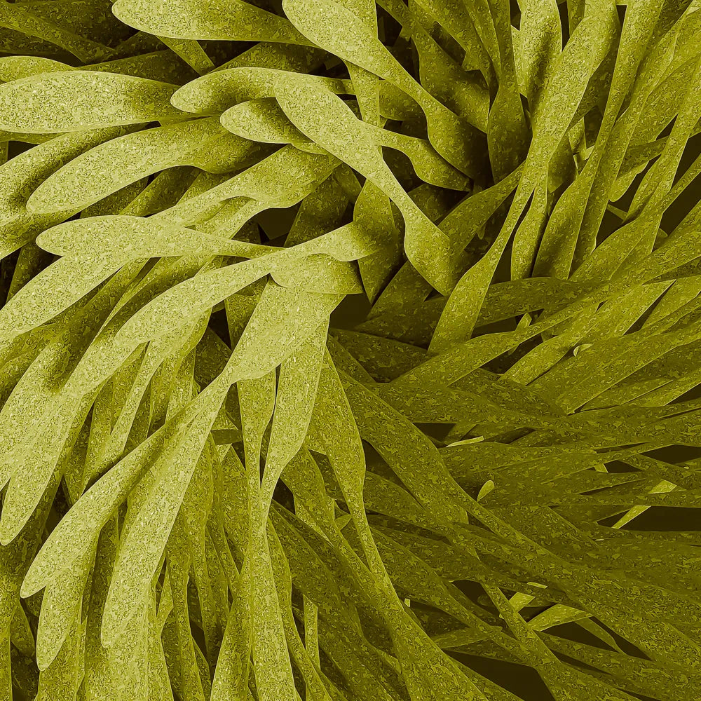 Marine Algae Complex
