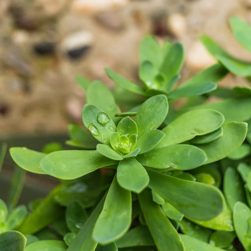 Portulaca Oleracea