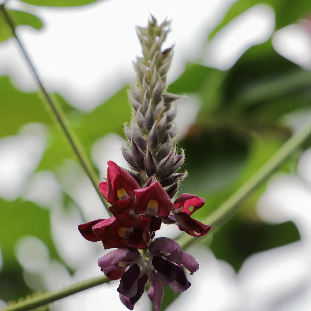 Pueraria Lobata Root Extract