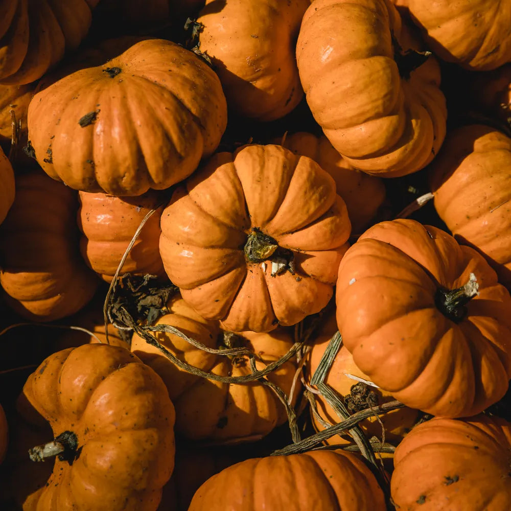 Cucurbita Pepo (Pumpkin) Fruit Powder