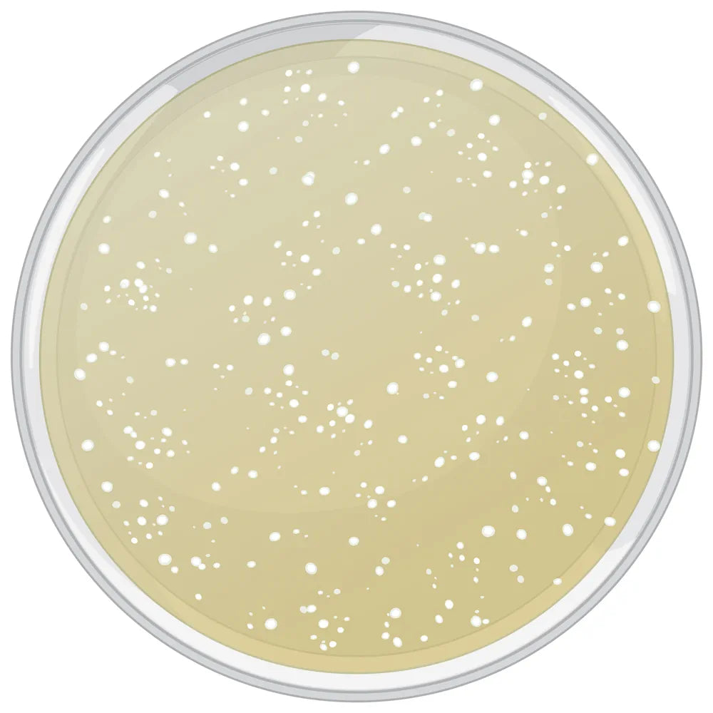 Saccharomyces Ferment