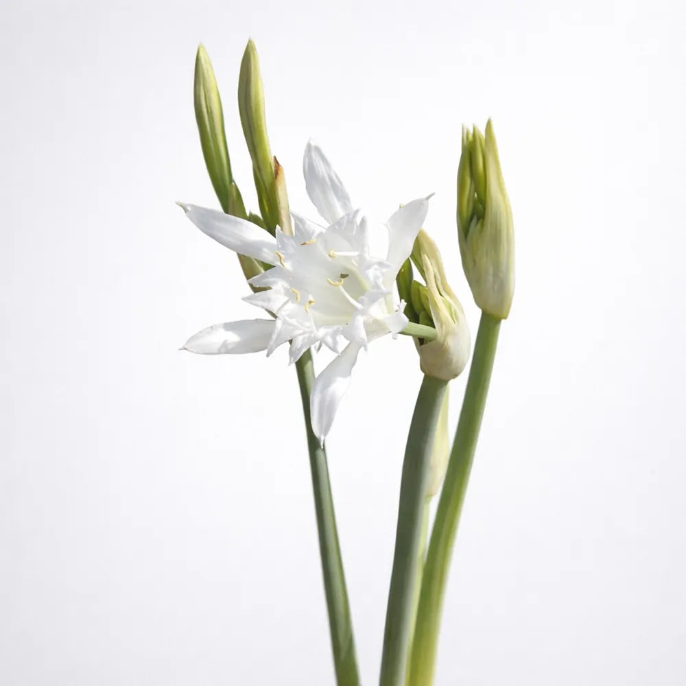 Pancratium Maritimum Extract
