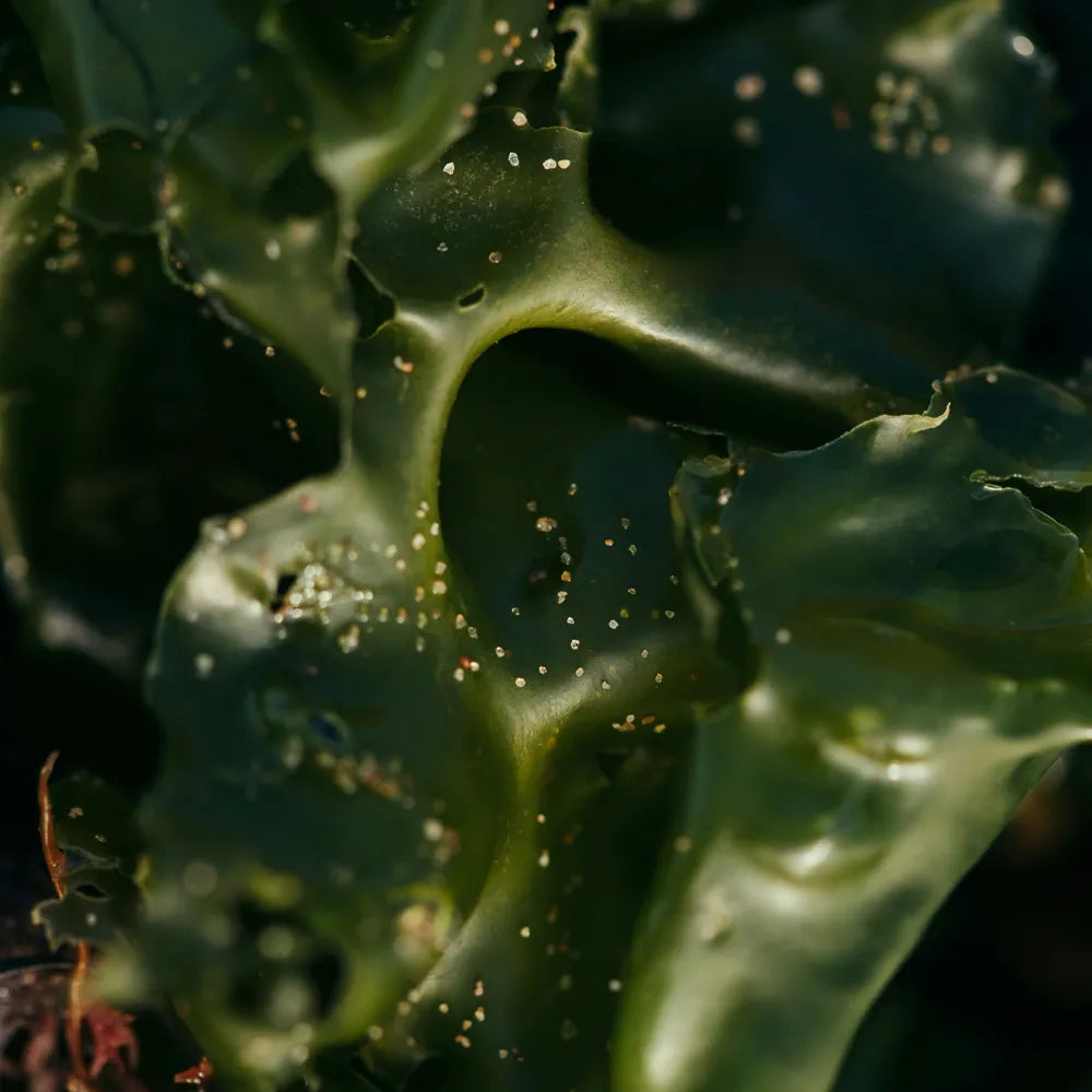 Fucoidan-rich seaweed extracts