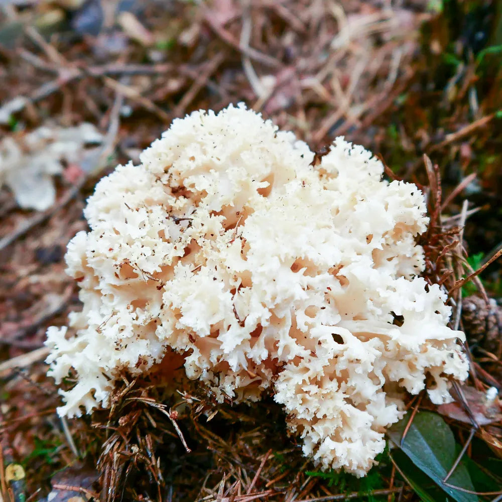 Tremella Fuciformis Polysaccharide