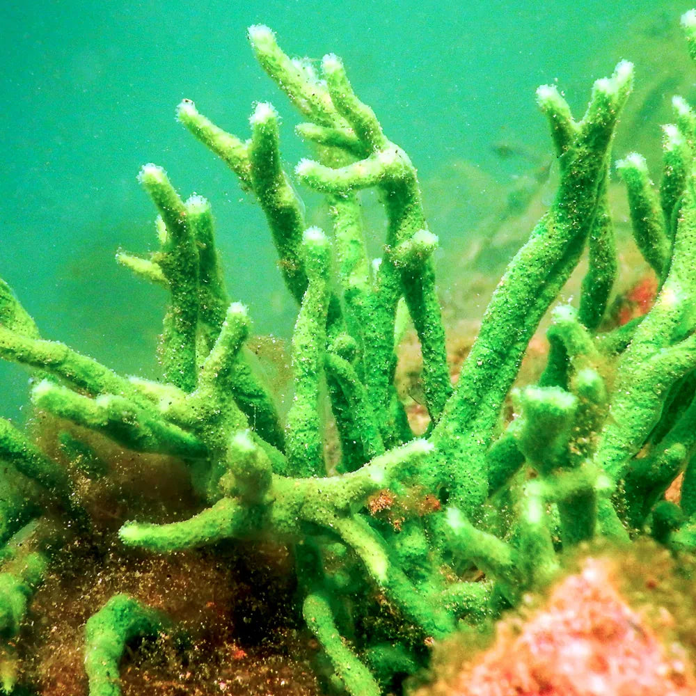 Spicules (Hydrolyzed Sponge)