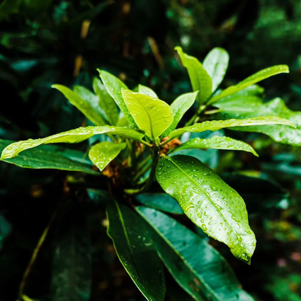 Tea Tree Extract (Melaleuca Alternifolia)